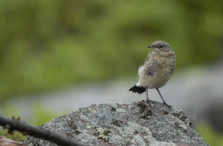 Stenpikker (Oenanthe oenanthe)