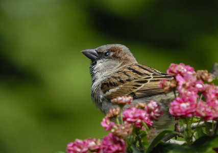Gråspurv (Passer domesticus)