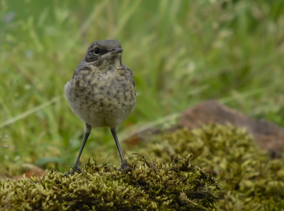  Stenpikker (Oenanthe oenanthe)