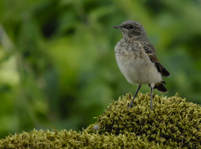  Stenpikker (Oenanthe oenanthe)