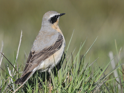 Stenpikker (Oenanthe oenanthe)