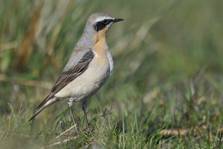  Stenpikker (Oenanthe oenanthe)