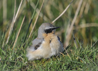 Stenpikker (Oenanthe oenanthe)
