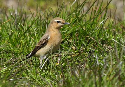 Stenpikker (Oenanthe oenanthe)