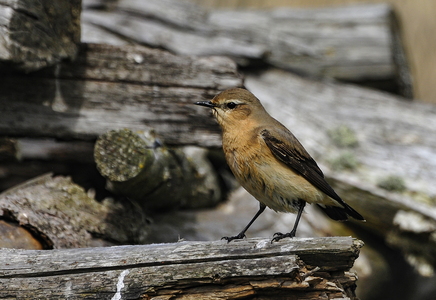 Stenpikker (Oenanthe oenanthe)