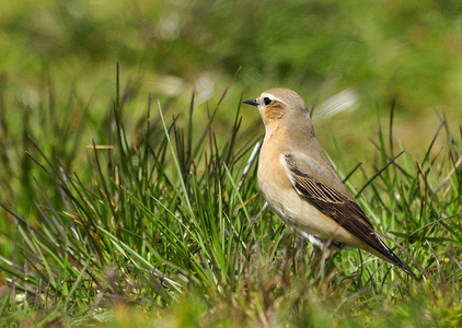  Stenpikker (Oenanthe oenanthe)