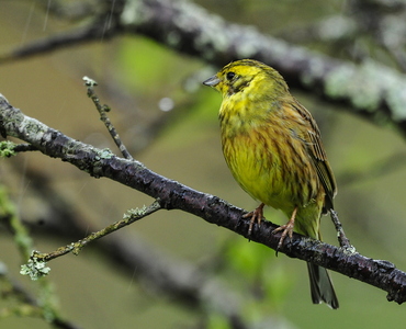 Gulspurv (Emberiza citrinella)