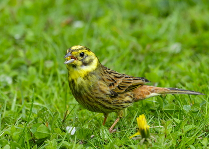 Gulspurv (Emberiza citrinella)