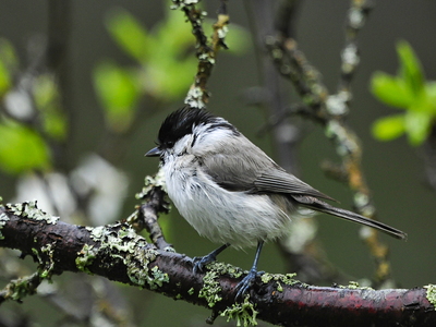  Sumpmejse (Poecile palustris)