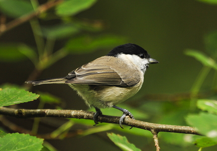  Sumpmejse (Poecile palustris)