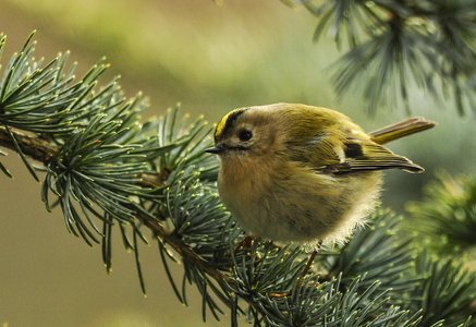 Fuglekonge (Regulus regulus)