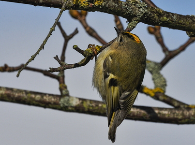 Fuglekonge (Regulus regulus)