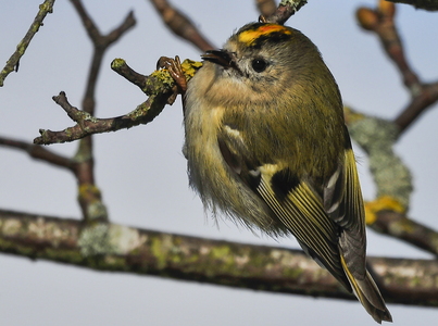 Fuglekonge (Regulus regulus)