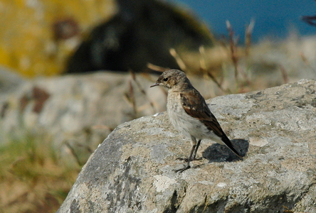 Stenpikker (Oenanthe oenanthe)