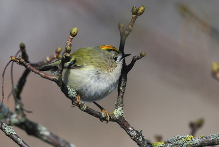 Fuglekonge (Regulus regulus)
