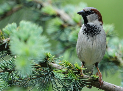 Gråspurv (Passer domesticus)
