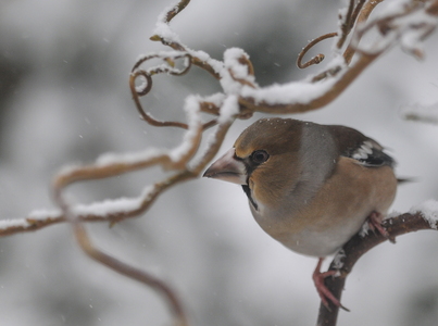 Kernebider (Coccothraustes coccothraustes)