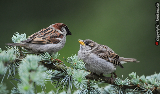 Gråspurv (Passer domesticus)