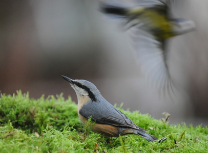 Spætmejse (Sitta europaea)