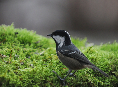 Sortmejse (Periparus ater)