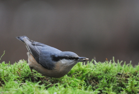 Spætmejse (Sitta europaea)