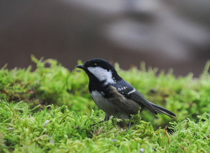Sortmejse (Periparus ater)