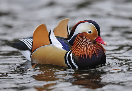  Mandarinand (Aix galericulata)