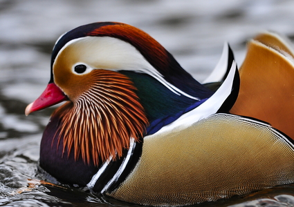  Mandarinand (Aix galericulata)