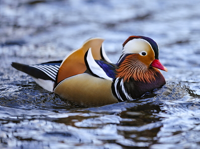 Mandarinand (Aix galericulata)