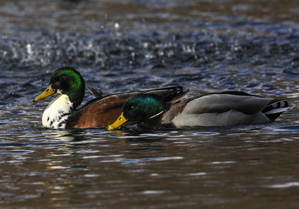  Gråand og Leucistisk gråand