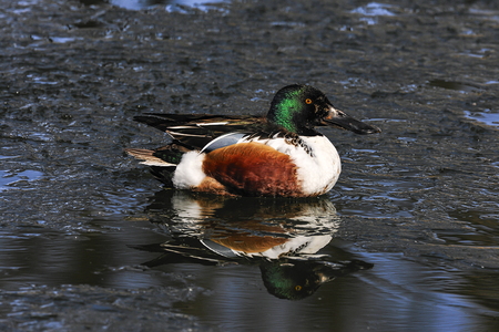 Skeand (Anas clypeata)