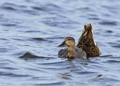  Knarand (Anas strepera)