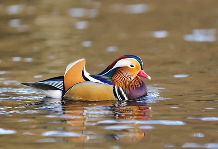 Mandarinand (Aix galericulata)