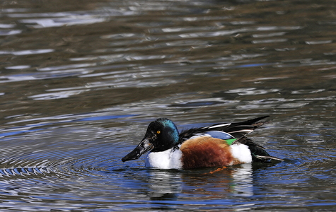 Skeand (Anas clypeata)