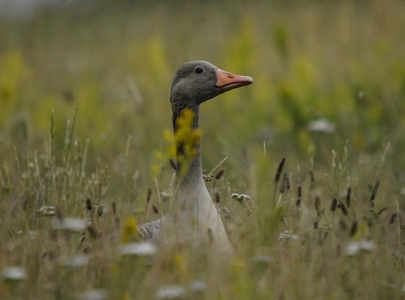  Grågås (Anser anser)