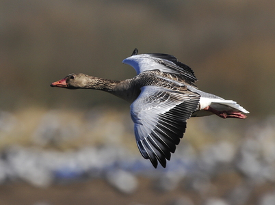Grågås (Anser anser)
