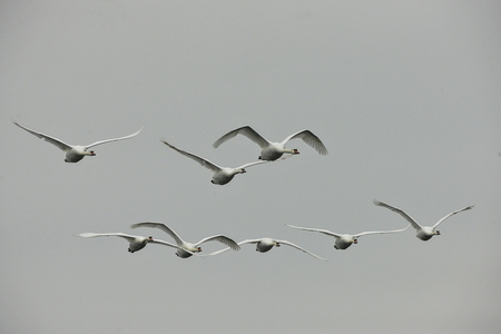 Knopsvane (Cygnus olor)