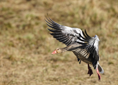  Grågås (Anser anser)
