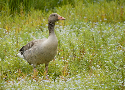 Grågås (Anser anser)