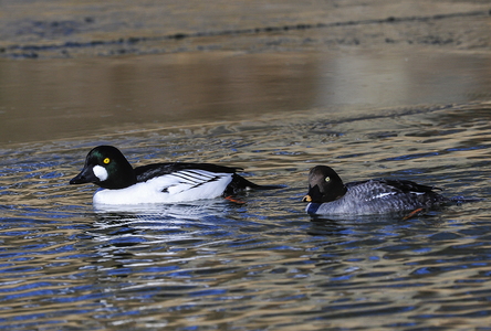  Hvinand (Bucephala clangula)