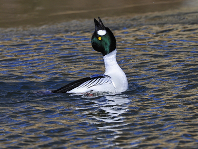  Hvinand (Bucephala clangula)