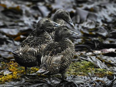Ederfugl (Somateria mollissima)