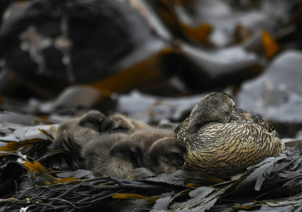 Ederfugl (Somateria mollissima)