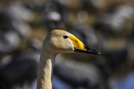 Sangsvane (Cygnus cygnus)