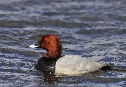  Taffeland (Aythya ferina)
