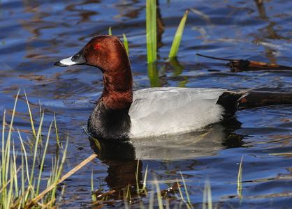 Taffeland (Aythya ferina)