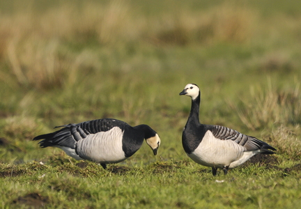  Bramgås (Branta leucopsis)
