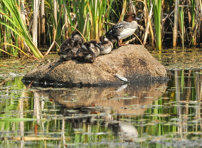 Hvinand (Bucephala clangula)