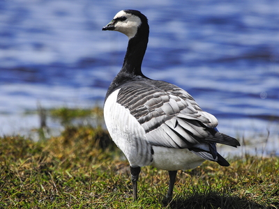 Bramgås (Branta leucopsis)