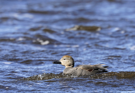  Knarand (Anas strepera)